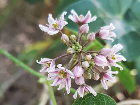 Plancia ëd Cynanchum acutum subsp. sibiricum (Willd.) K. H. Rechinger