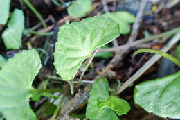 Image of Viola arcuata Bl.
