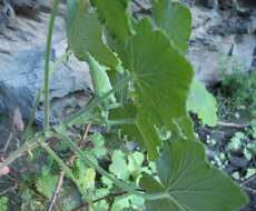 Image of Pelargonium papilionaceum (L.) L'Her. ex Ait.