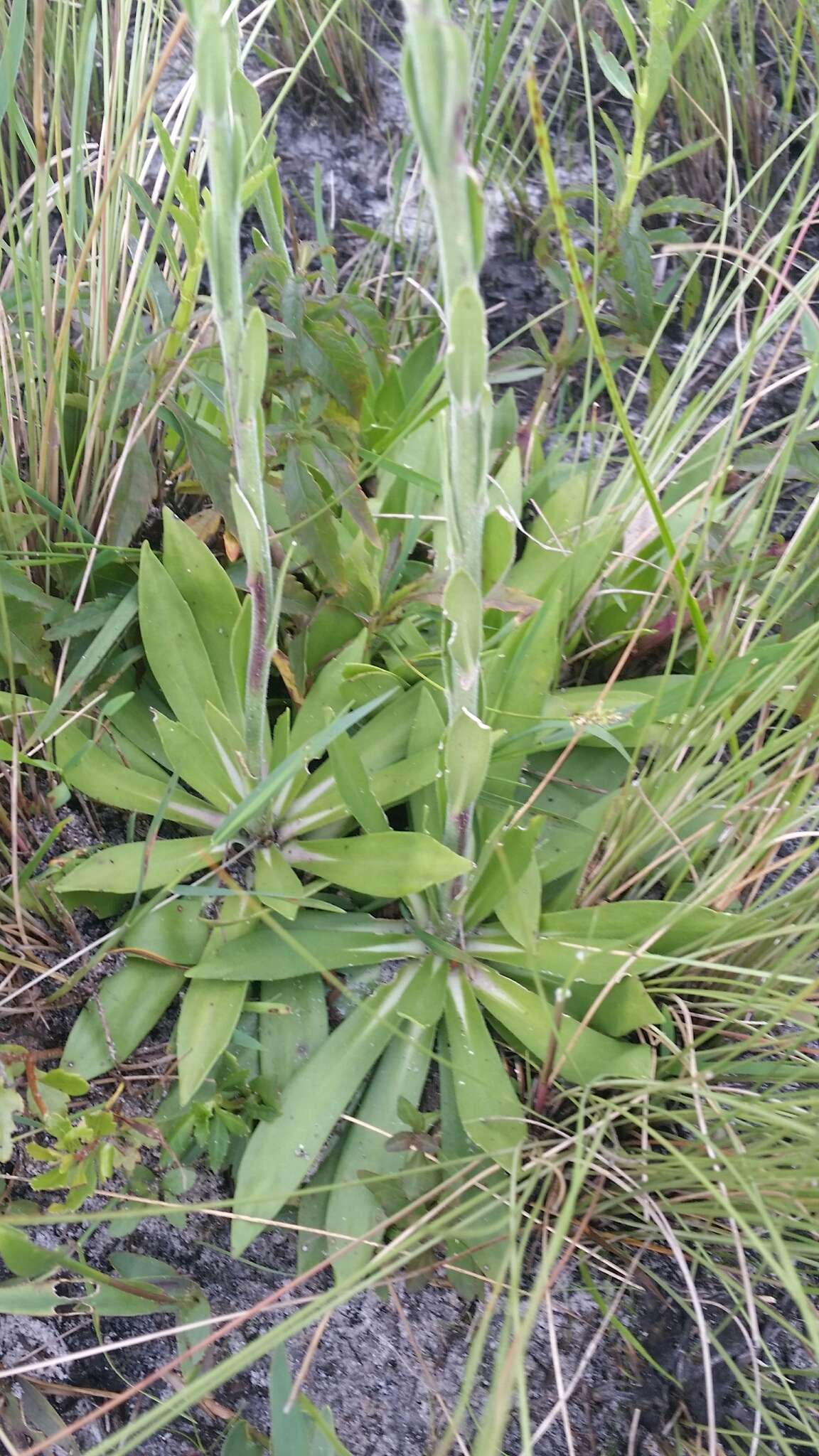 Image of pineland chaffhead