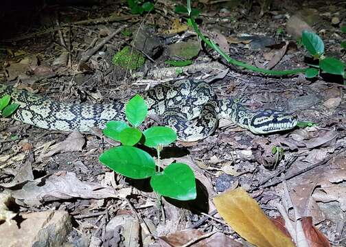 Image of Morelia spilota cheynei Wells & Wellington 1984