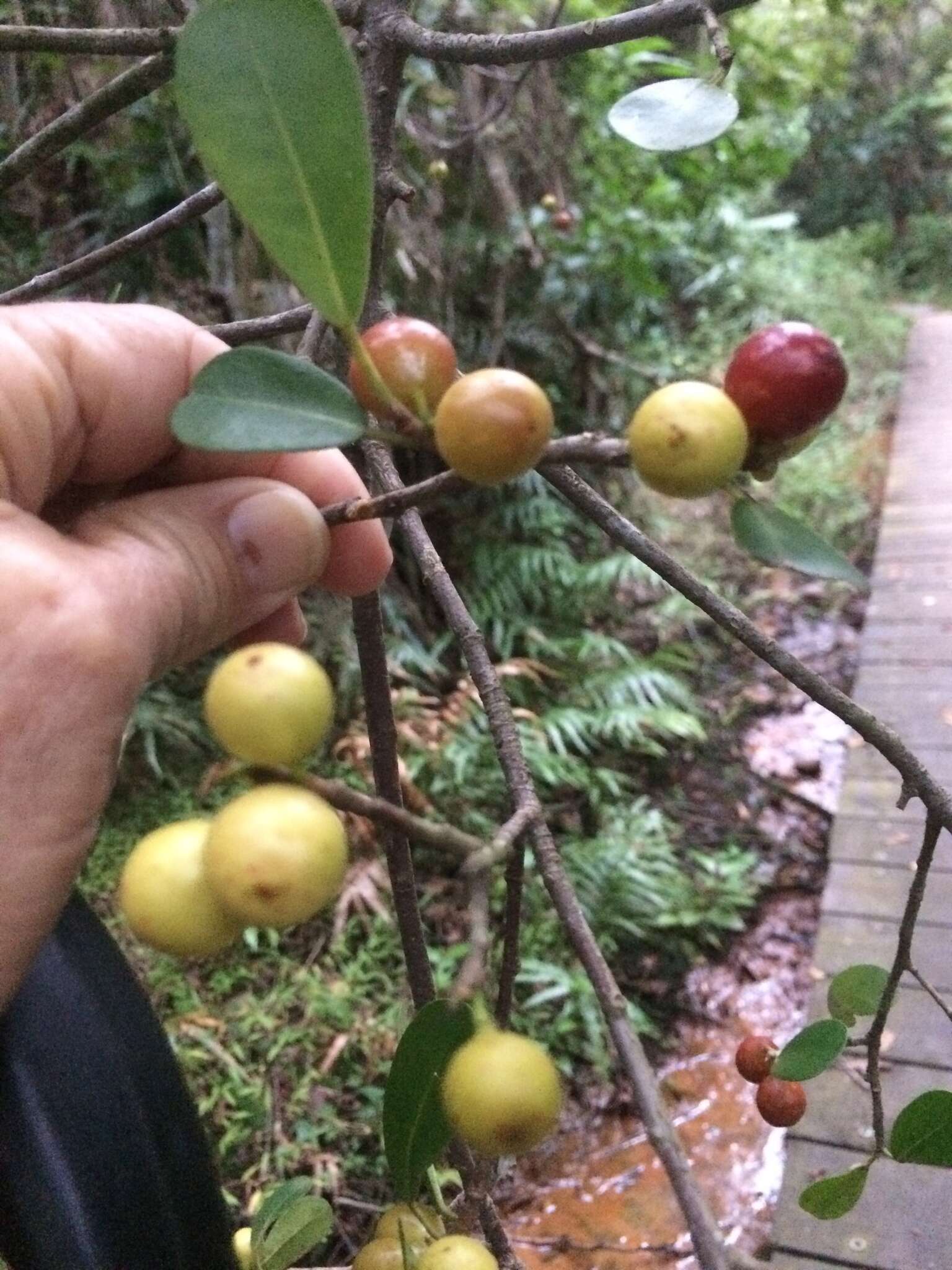 木圖巴樹的圖片