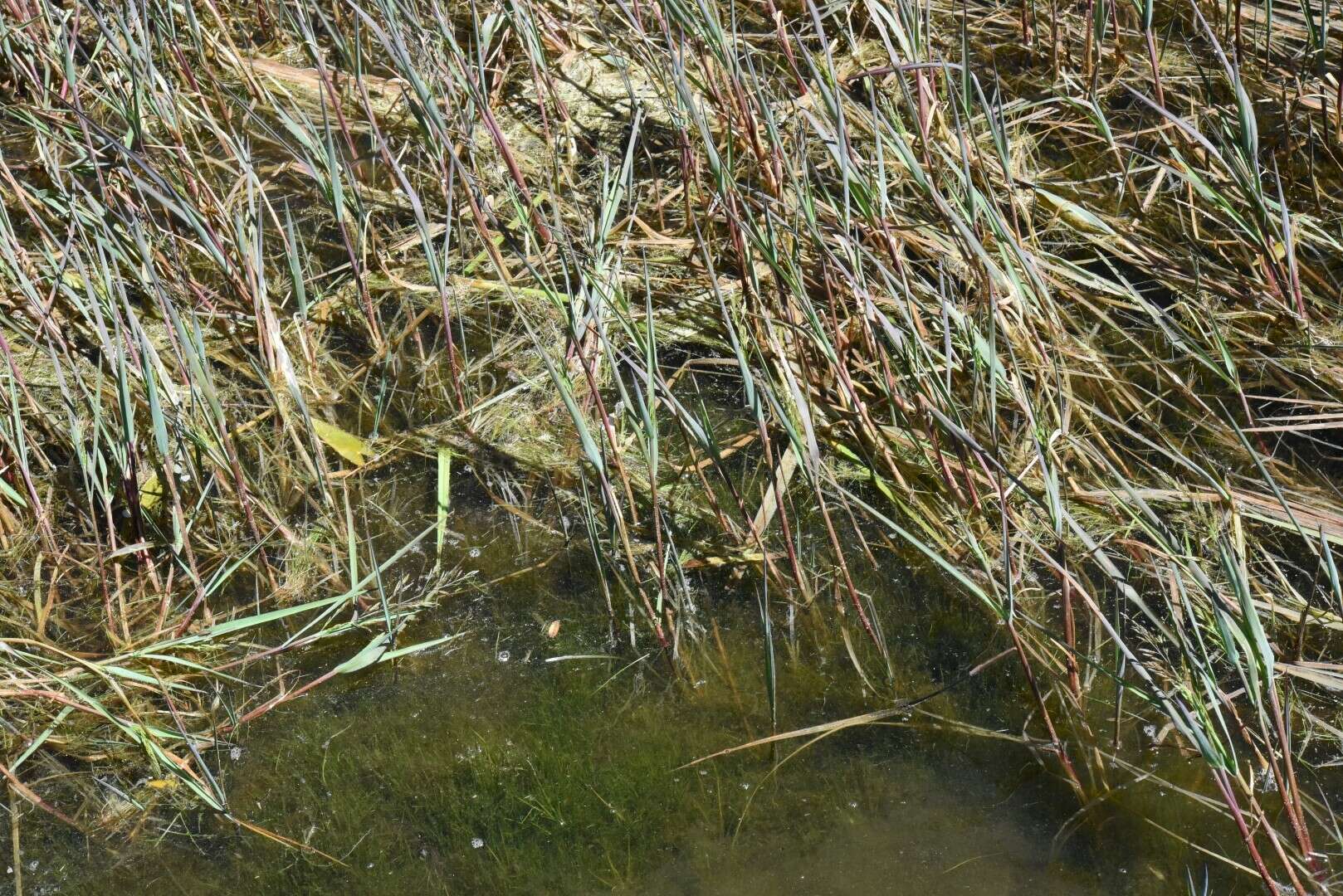 Image of Spiked False Manna Grass