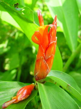 Image of spiral ginger