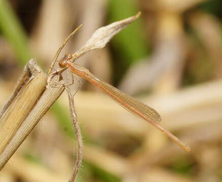 Imagem de Agriocnemis pygmaea (Rambur 1842)