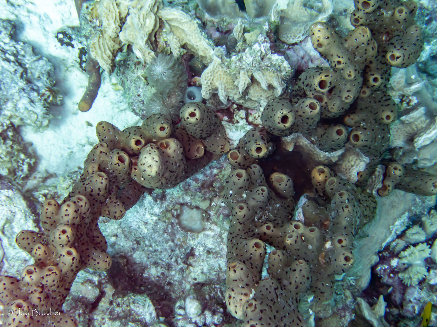 Image of brown tube sponge