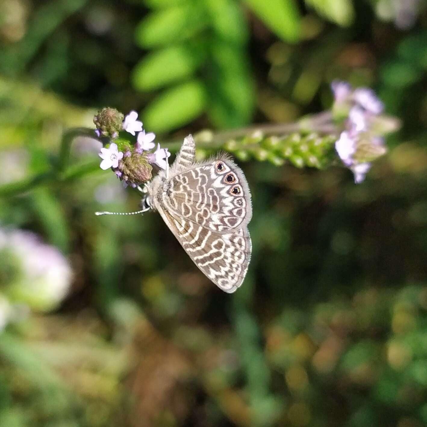 Image of Leptotes trigemmatus (Butler 1881)