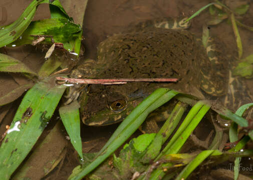 Image of Chinese Edible Frog