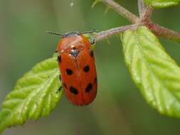 Image of <i>Tituboea biguttata</i>