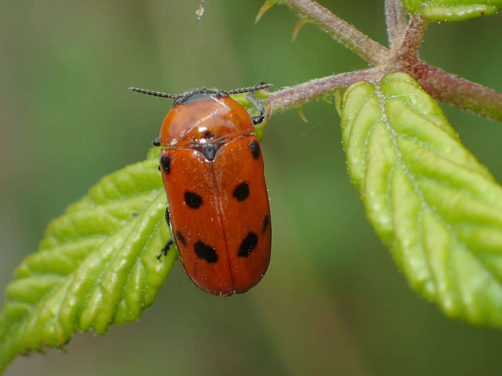 Image of <i>Tituboea biguttata</i>