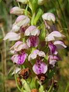 Image de Brachycorythis conica subsp. transvaalensis Summerh.