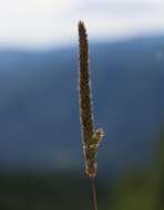 Image of Phleum hirsutum Honck.