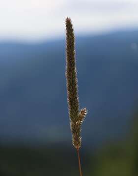 Image of Phleum hirsutum Honck.