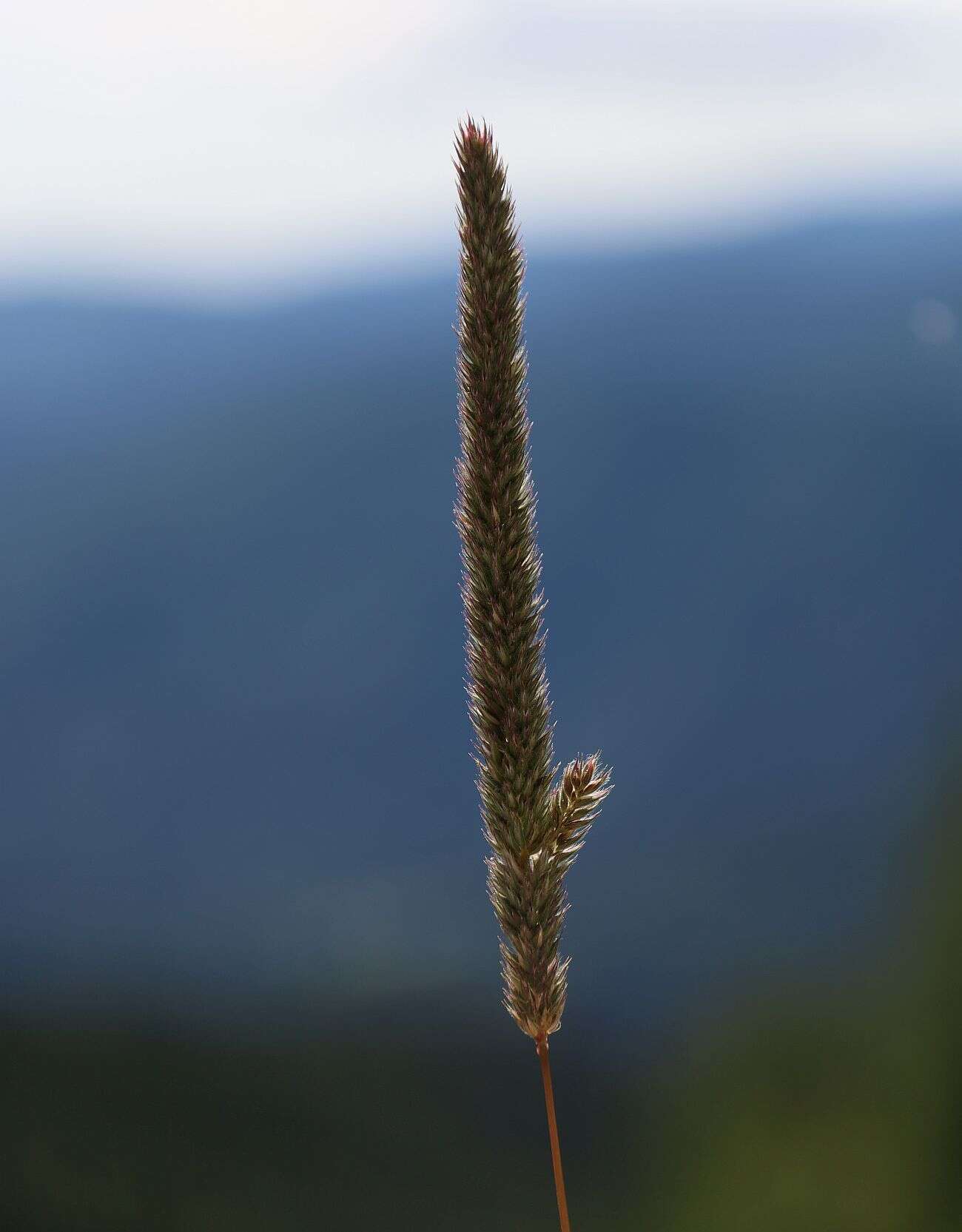 Phleum hirsutum Honck.的圖片