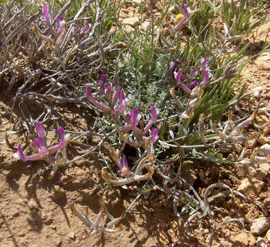 Image of Astragalus sanctus Boiss.