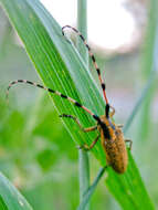 Image of Agapanthia (Epoptes) sicula Ganglbauer 1884