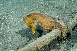 Image of Common seahorse