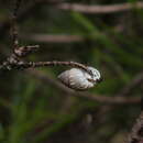 Imagem de Bulimulus tortuganus