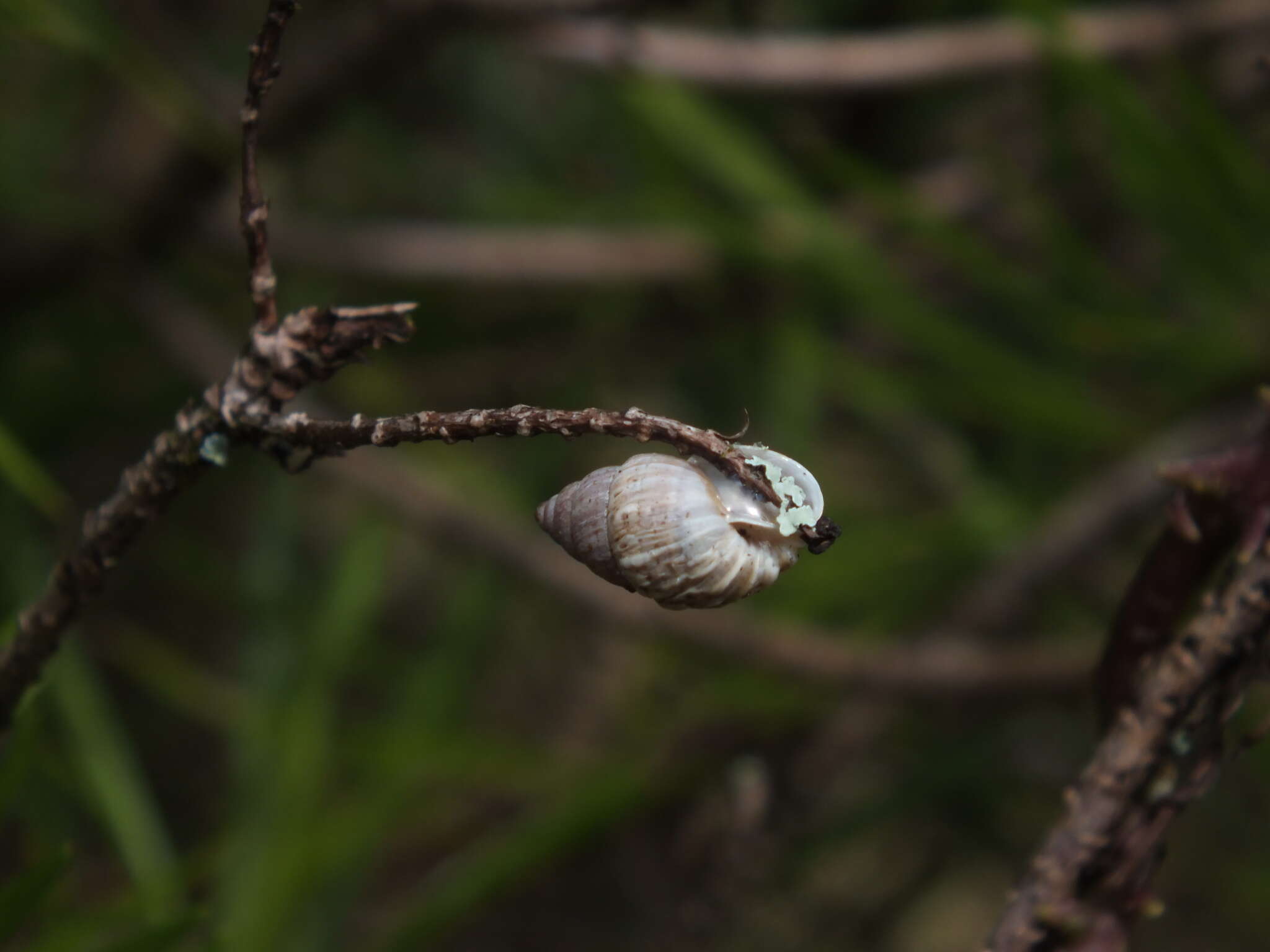 Bulimulus tortuganus的圖片