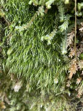 Image of denuded dicranodontium moss