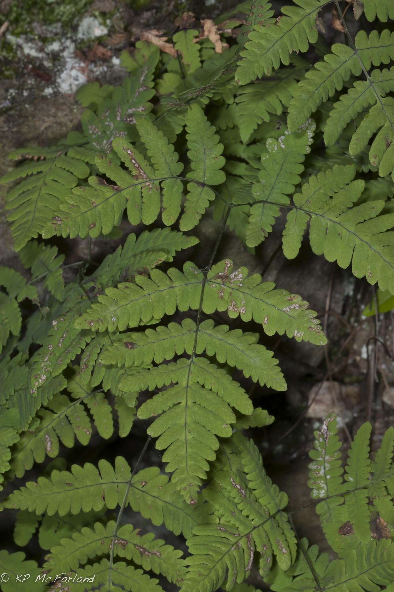 Слика од Gymnocarpium dryopteris (L.) Newm.