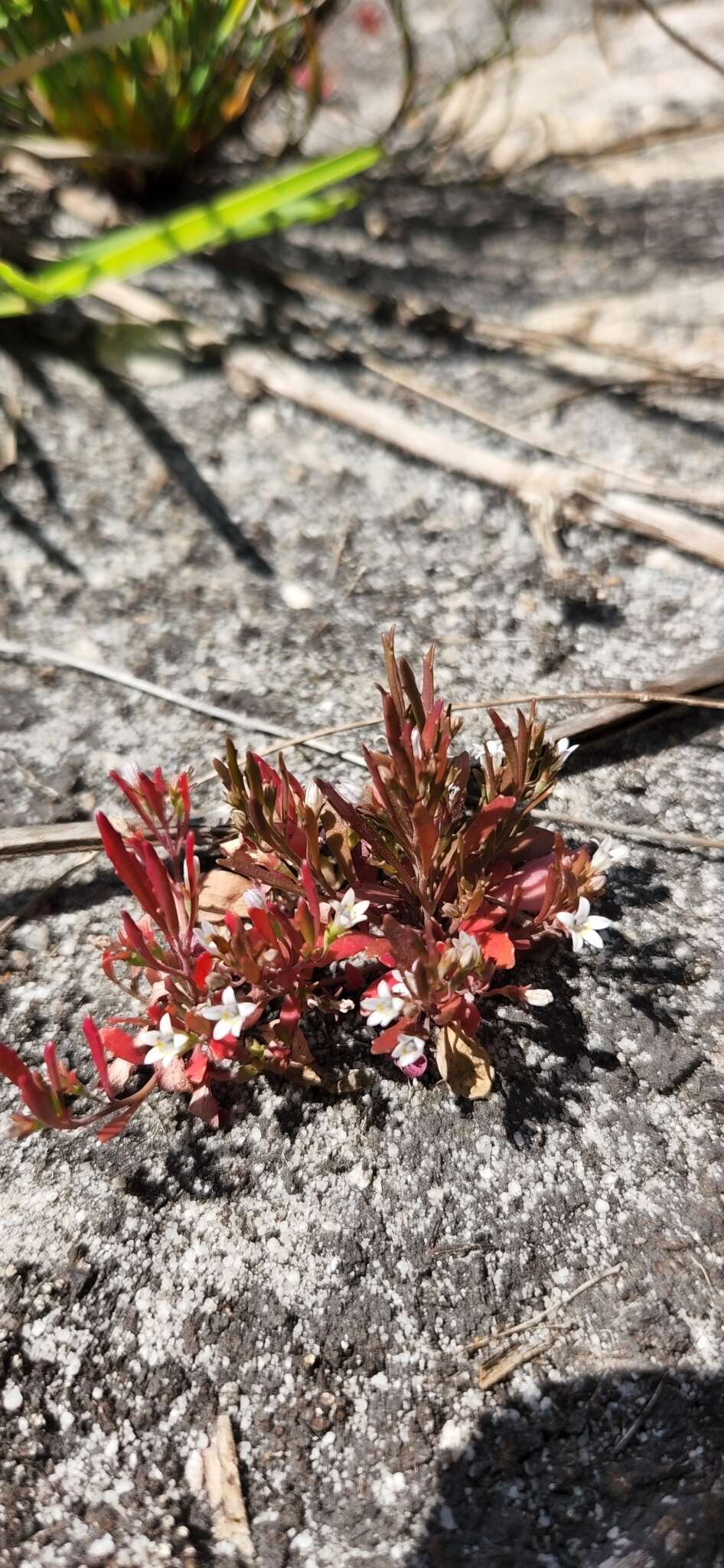 Image of Wimmerella secunda (L. fil.) Serra, M. B. Crespo & Lammers