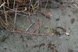 Image de Ipomoea leprieurii D. F. Austin