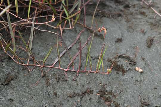 Image of Ipomoea leprieurii D. F. Austin