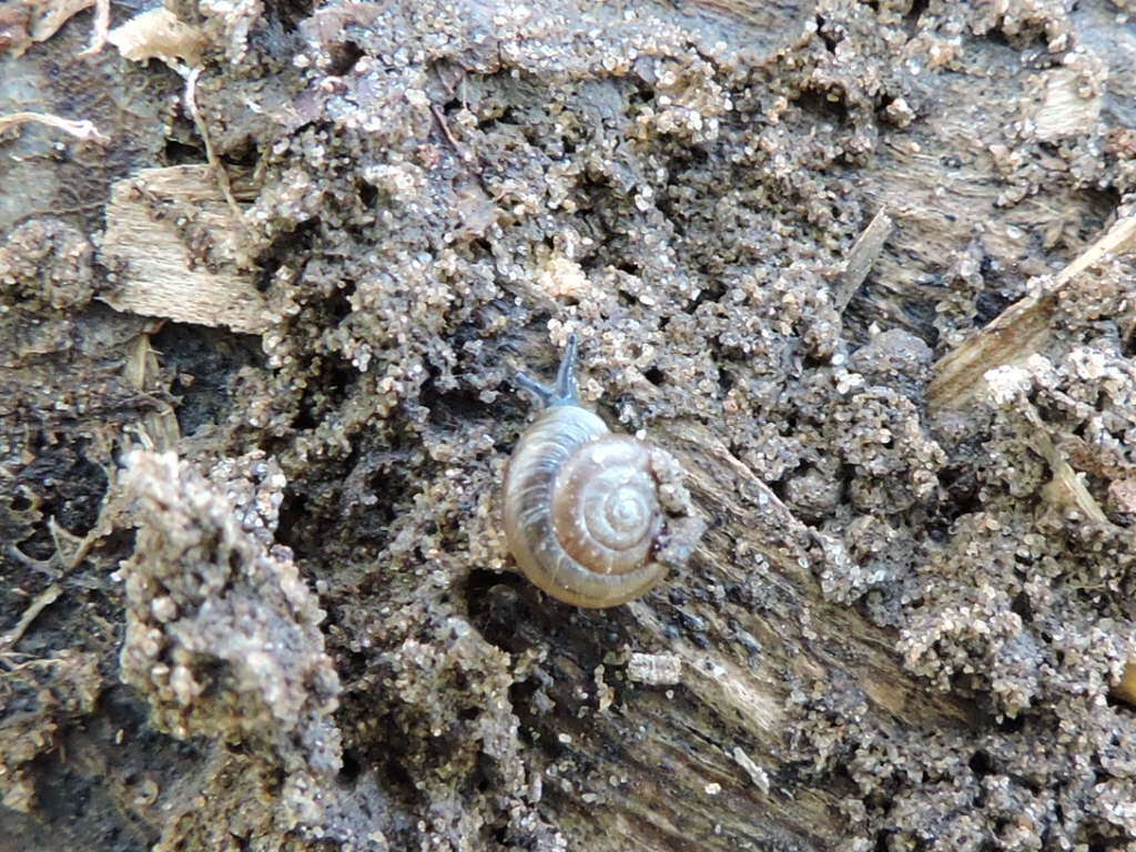 Image of bark snail