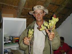 Image of Leucadendron immoderatum Rourke