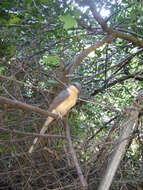 Image of Mangrove Cuckoo