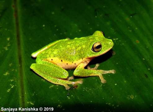 Image of Pseudophilautus poppiae (Meegaskumbura & Manamendra-Arachchi 2005)