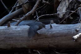 Image of American Dipper