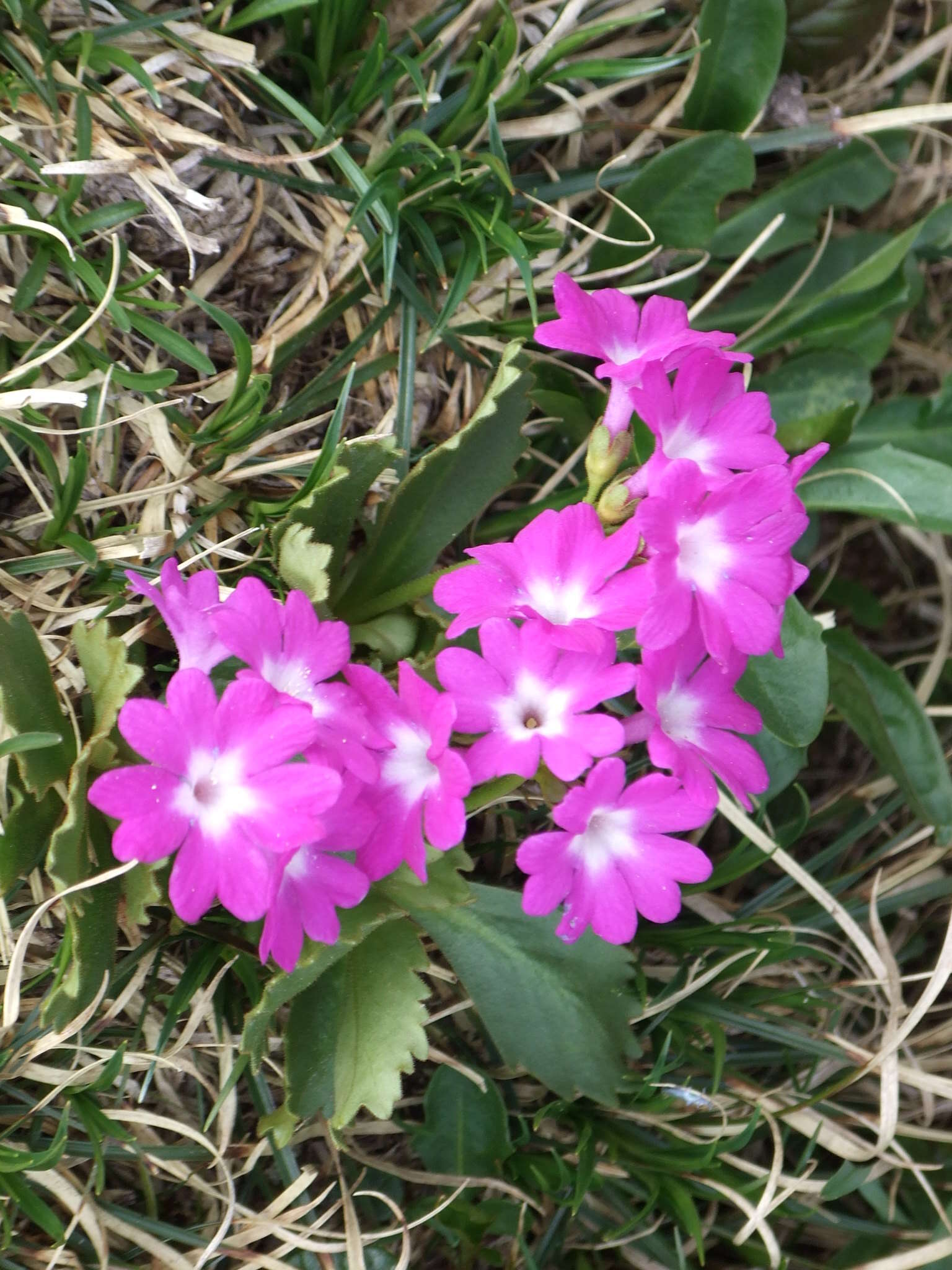 Image of Primula hirsuta All.