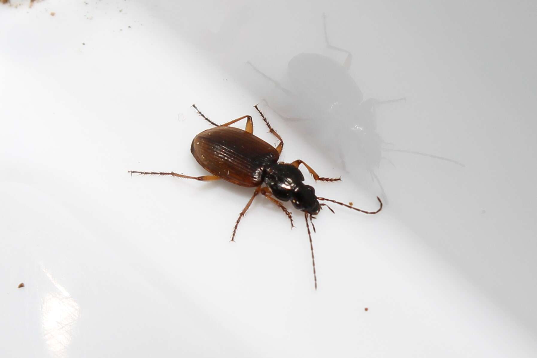 Image of Agonum (Agonum) sordidum Dejean 1828