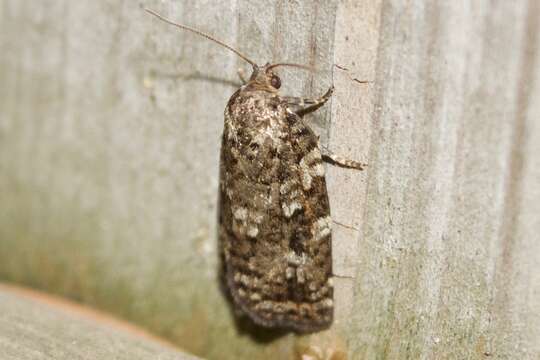 Choristoneura fumiferana Clemens 1865 resmi