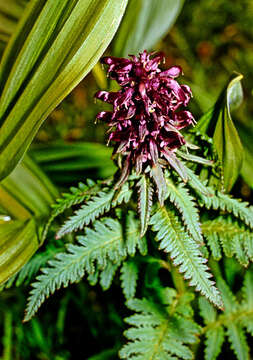 Imagem de Pedicularis recutita L.