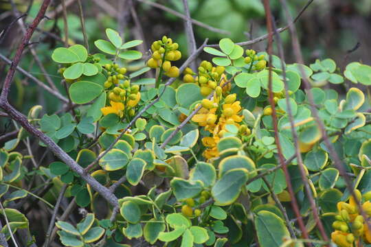 Image of Christmas Bush