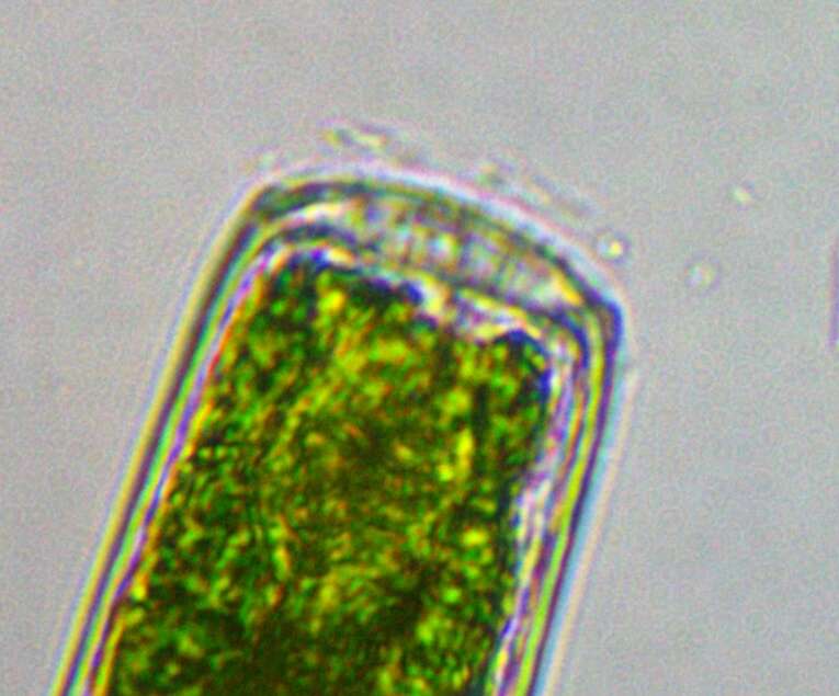 Слика од Pleurotaenium ehrenbergii