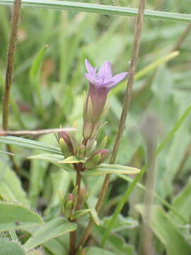 Image of Gentianella amarella subsp. amarella