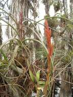 Plancia ëd Tillandsia balbisiana Schult. & Schult. fil.