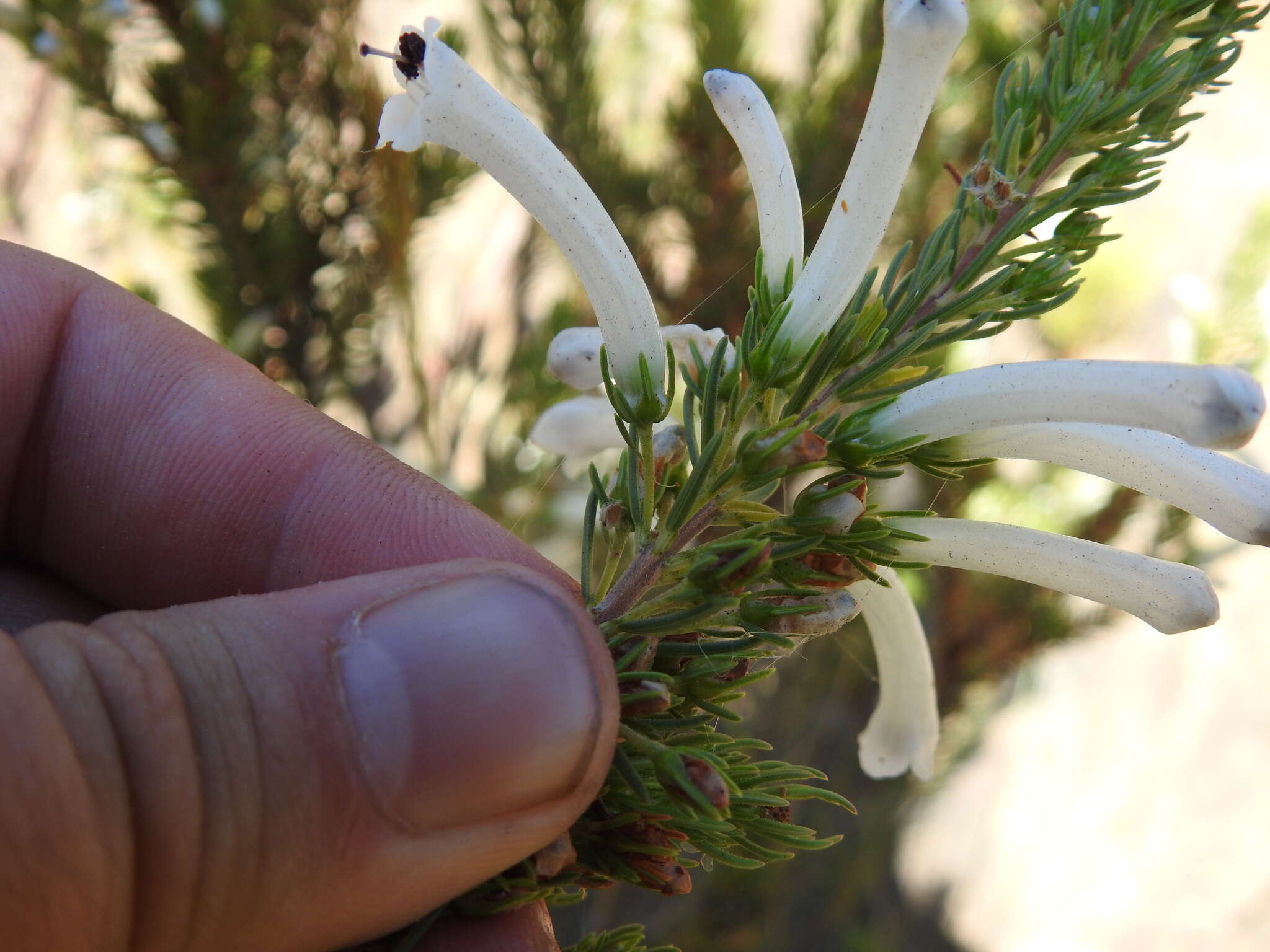 Image of Erica pinea Thunb.