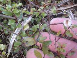 Image of Gaultheria depressa Hook. fil.