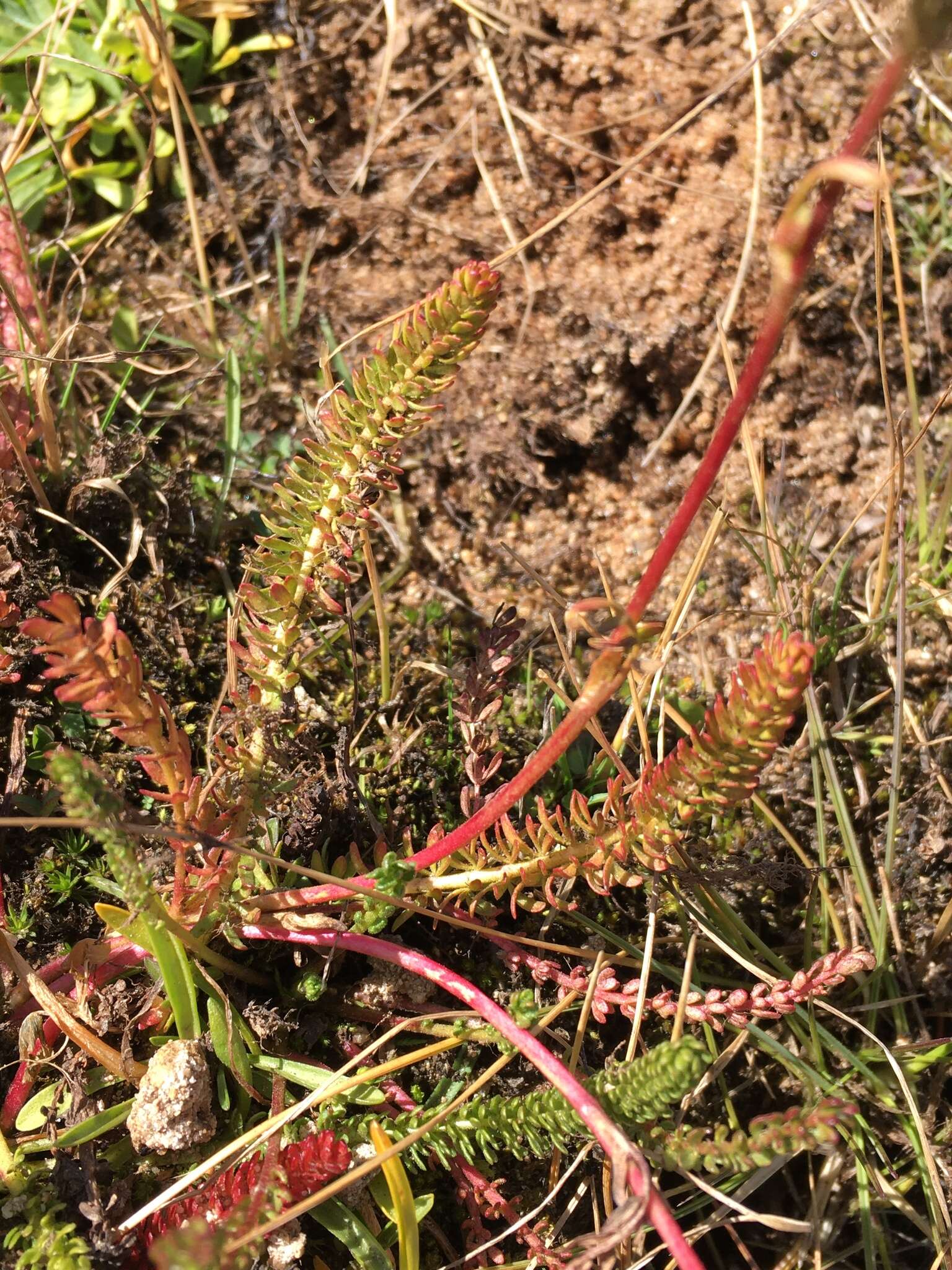 Image of clubmoss mousetail