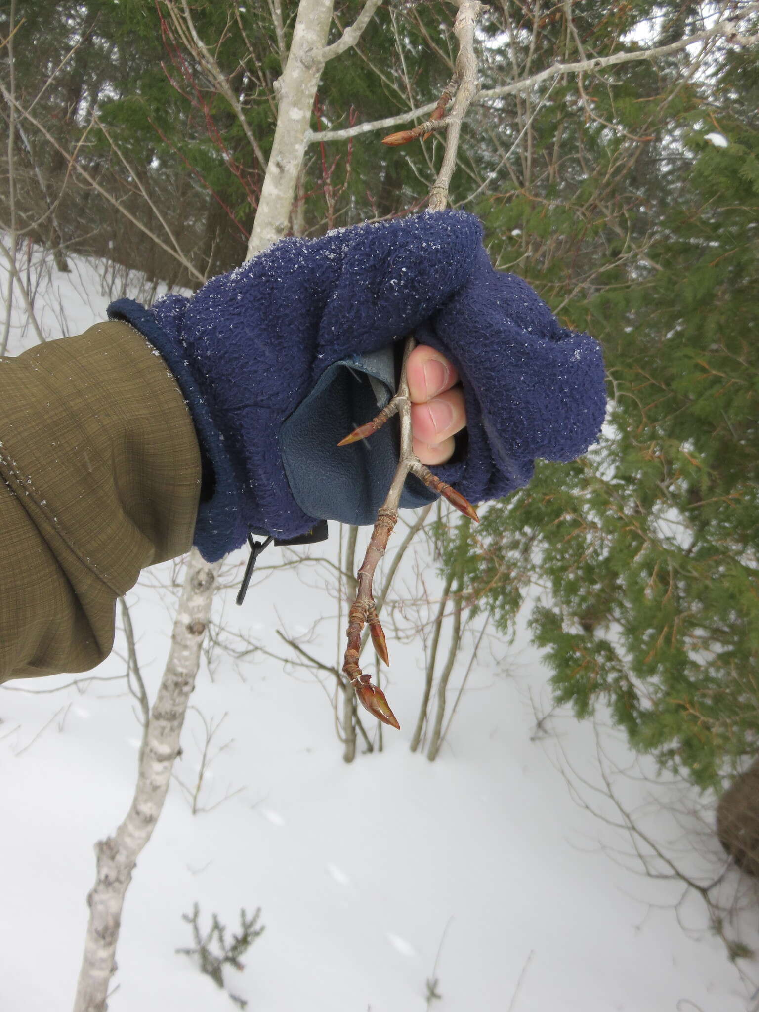 Слика од Populus balsamifera L.