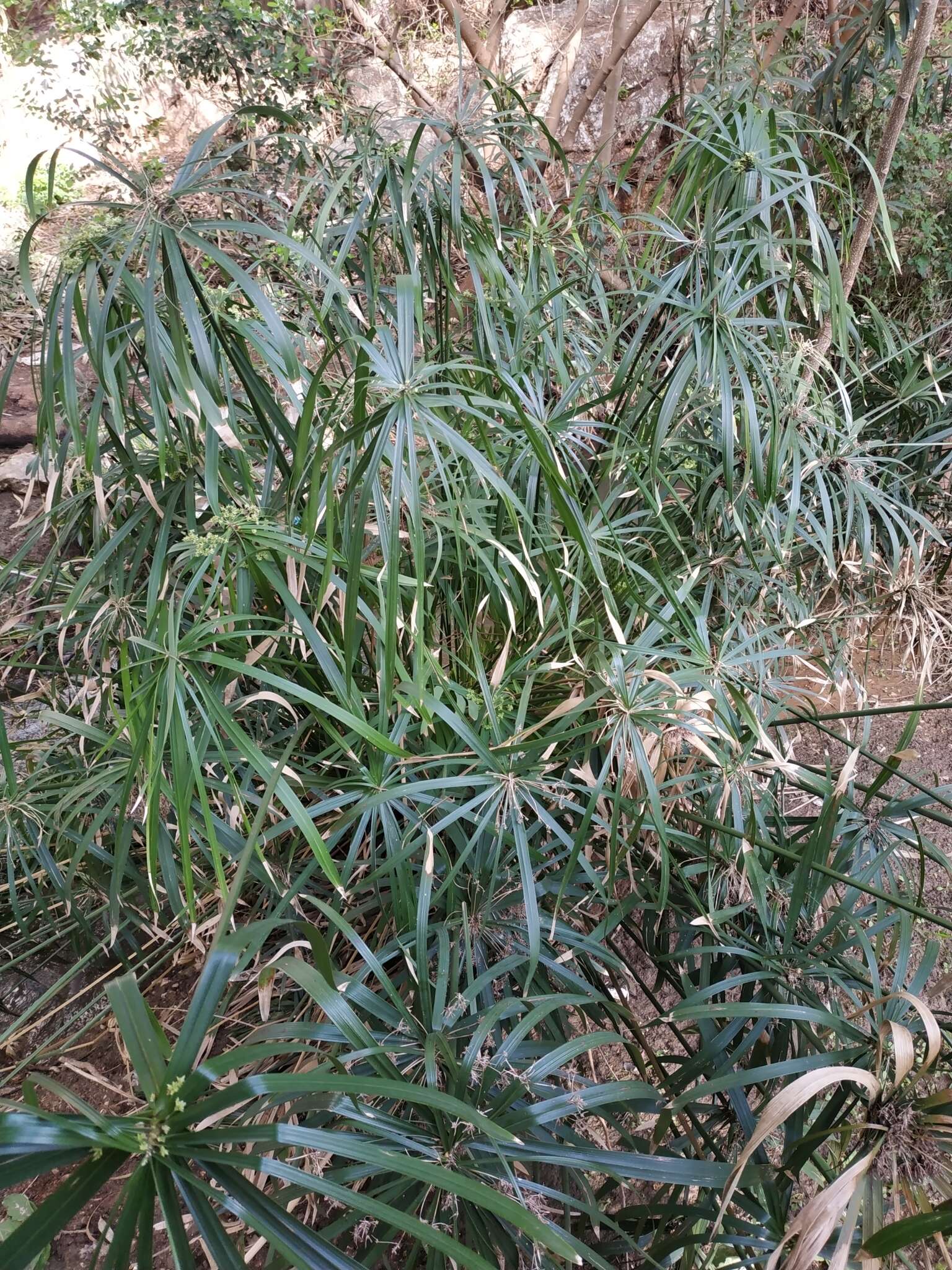 Imagem de Cyperus alterniflorus R. Br.