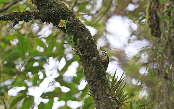 Image of Streaked Tuftedcheek