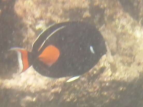 Image of Achilles Tang