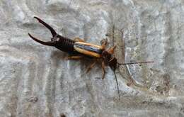 Image of Lined Earwig