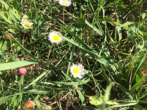 Image of running fleabane